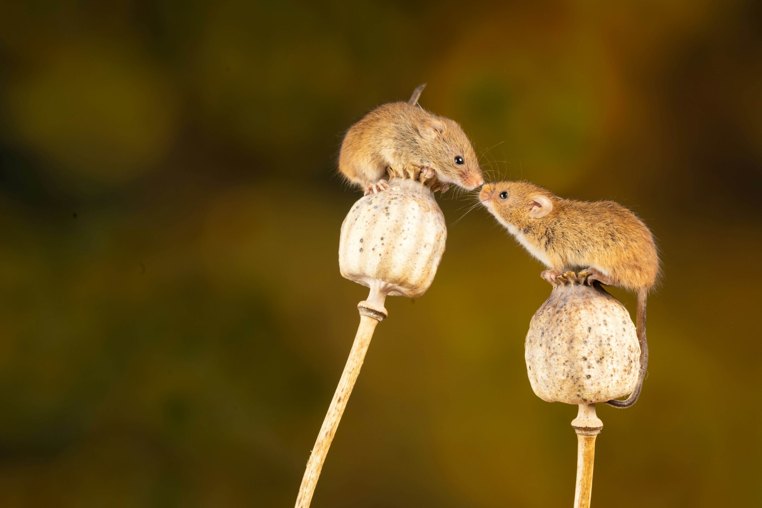 Dream about mice - what does it mean when you dream about mice? 2gentlewoman - Dream about mice